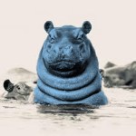 hippos